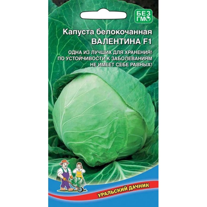 Капуста валентина описание отзывы фото Капуста Валентина 0.1г